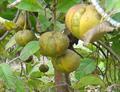 Elephant apple ، Ouu ، Hondapara Tree